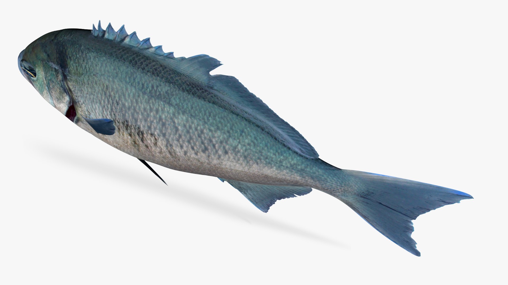 3D Halfmoon https://p.turbosquid.com/ts-thumb/WY/BiJIl5/wT/5/jpg/1622747412/1920x1080/fit_q87/5b2ba229c1ee6e410645ce26b4e477d15fdee1b7/5.jpg