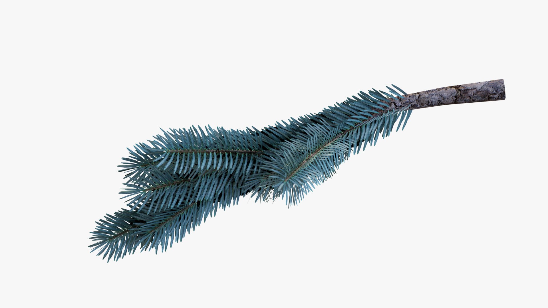 Blue Spruce Tree Branch 3D Model - TurboSquid 2331008