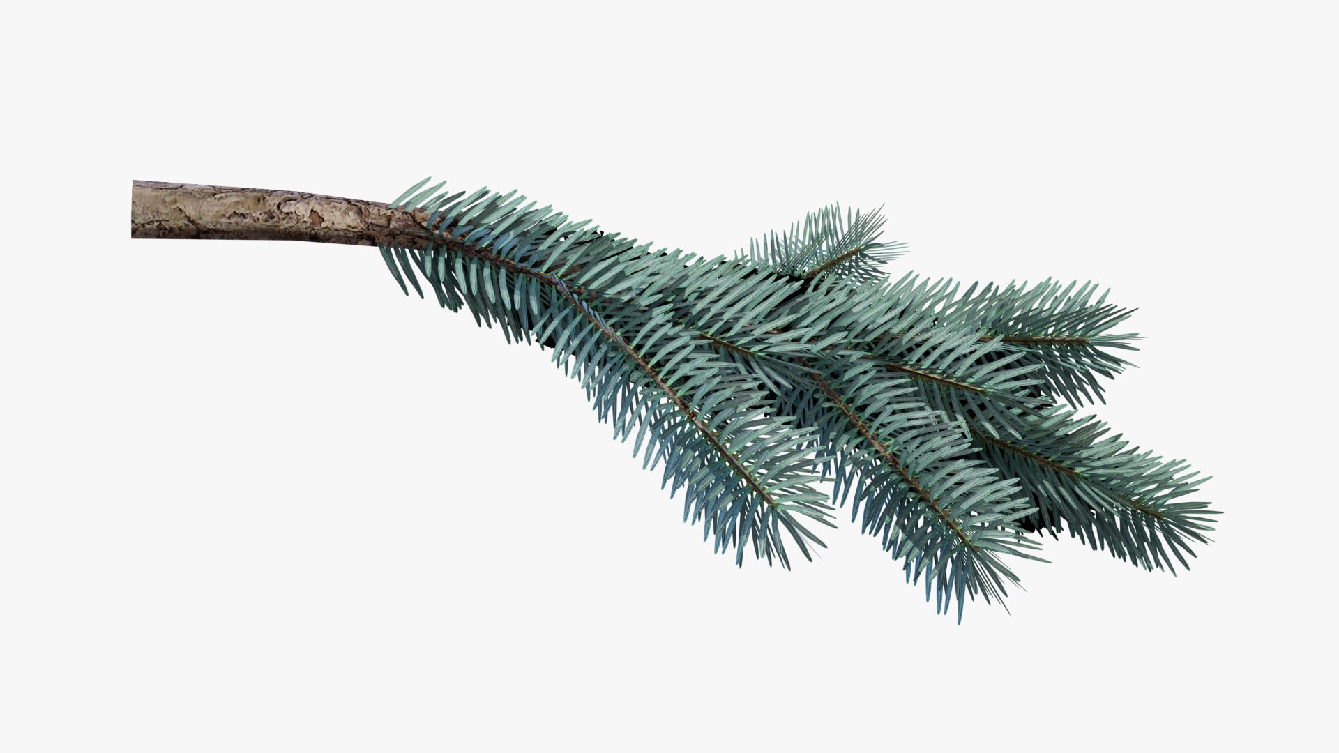 Blue Spruce Tree Branch 3D Model - TurboSquid 2331008