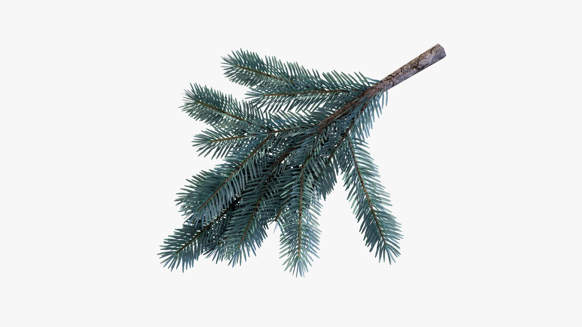Blue Spruce Tree Branch 3D Model - TurboSquid 2331008