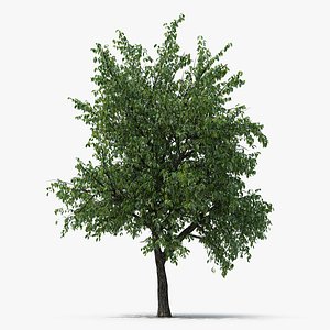 summer pear tree model