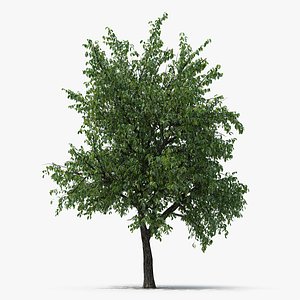 Summer Pear Tree