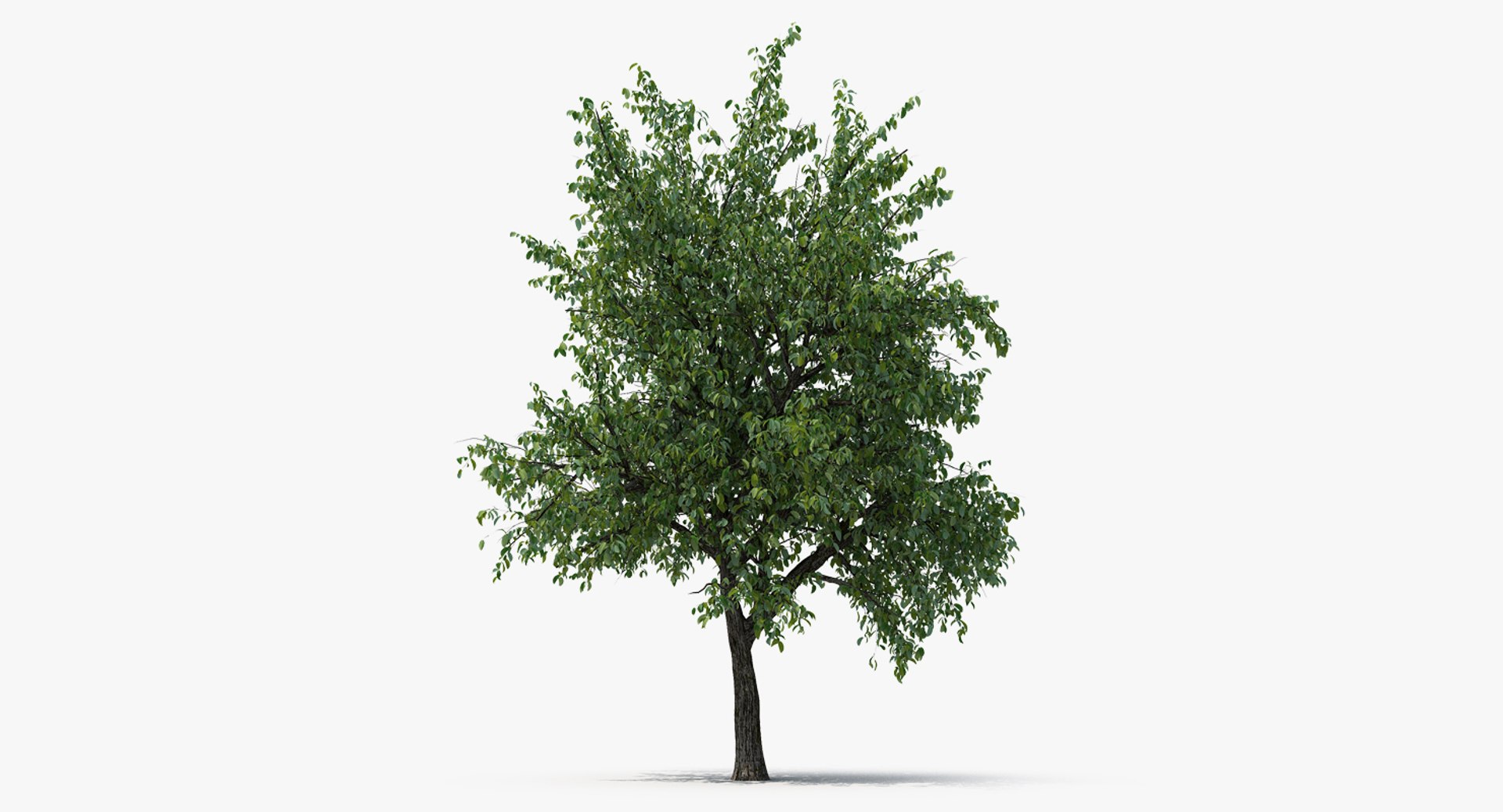 Summer Pear Tree 3D model preview