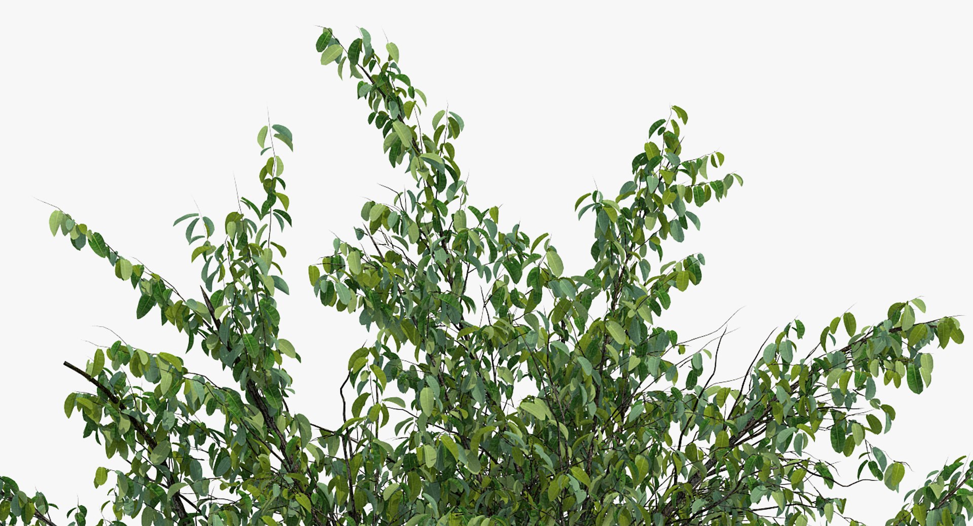Summer Pear Tree Model - TurboSquid 1432251