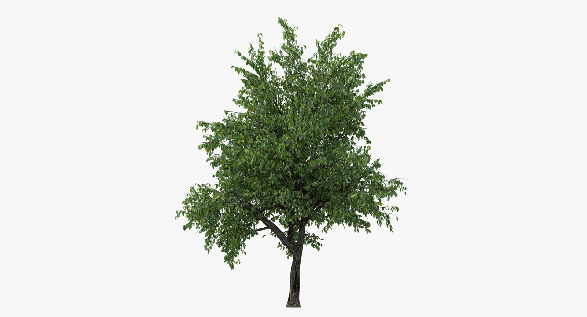 Summer Pear Tree Model - TurboSquid 1432251