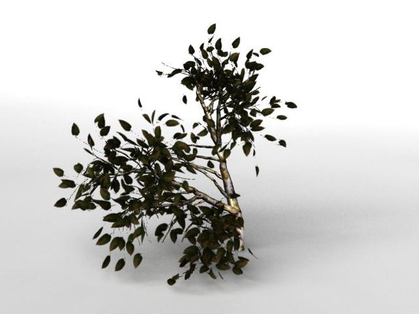 birsch tree 3d model