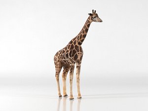 3D model giraffe animal zoo