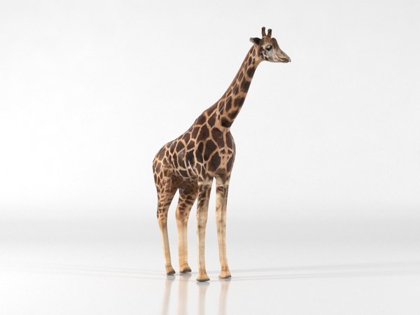 3D model giraffe animal zoo - TurboSquid 1405330