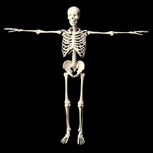 3D skeleton