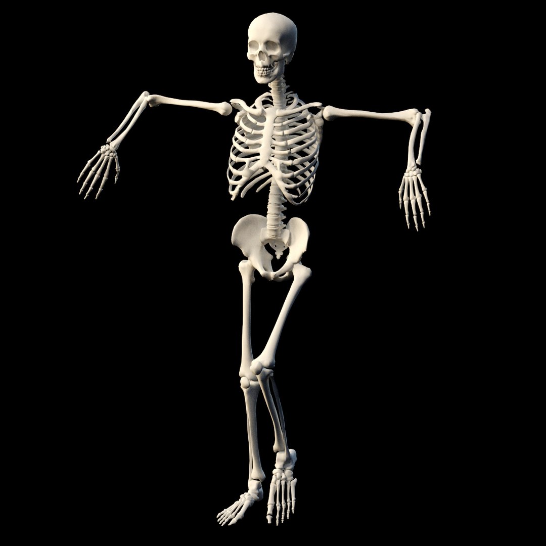 3D skeleton - TurboSquid 1408380