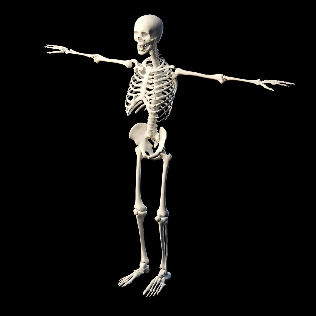 3D skeleton - TurboSquid 1408380