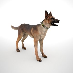 Belgian Malinois -Multicam ID Collar Low Poly
