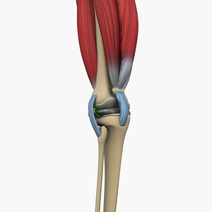 knee joint bone 3D model