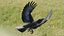 RAVEN-BLENDER