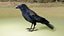 RAVEN-BLENDER