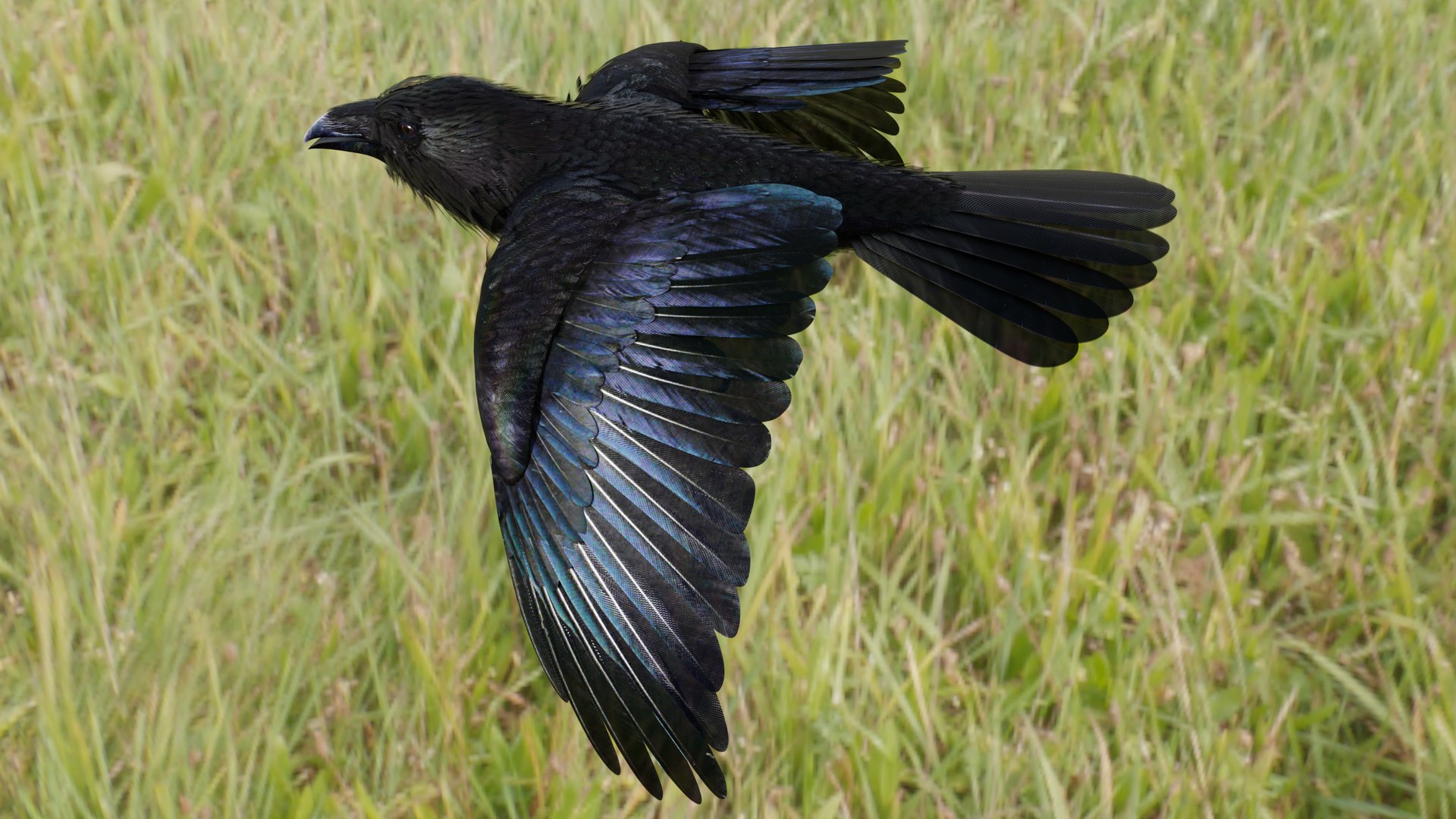 RAVEN-BLENDER model https://p.turbosquid.com/ts-thumb/WY/eAdT1n/Ij/campix01_f32/png/1700254561/1920x1080/fit_q87/b28b03e278e093c20bcda359a15e43ba79ba1641/campix01_f32.jpg
