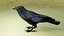 RAVEN-BLENDER