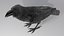 RAVEN-BLENDER