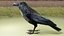 RAVEN-BLENDER