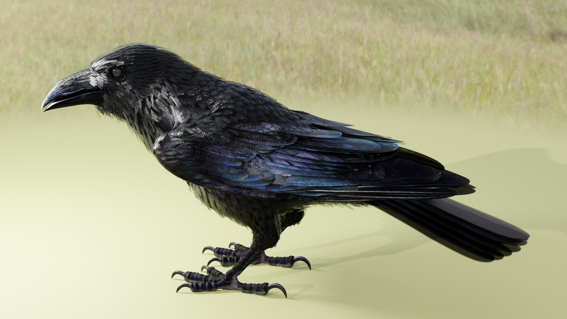 RAVEN-BLENDER model https://p.turbosquid.com/ts-thumb/WY/eAdT1n/Tk/campix01_f230/png/1700254568/1920x1080/fit_q87/3dbbfdb44d8ae2e543b9bd609e9e3bfd68bec14f/campix01_f230.jpg