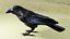RAVEN-BLENDER