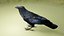 RAVEN-BLENDER