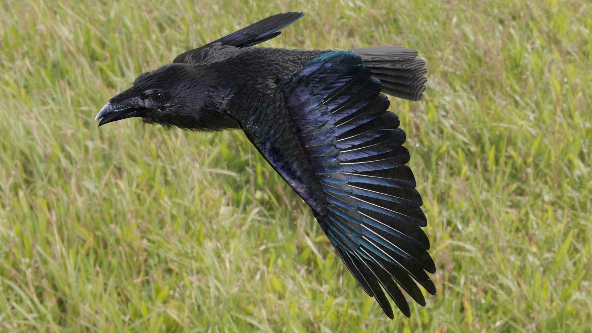 RAVEN-BLENDER model https://p.turbosquid.com/ts-thumb/WY/eAdT1n/gx/campix01_f412/png/1700254575/1920x1080/fit_q87/fe9d0c073ff3d76d6935aa8e0adadd3c97d95f10/campix01_f412.jpg