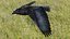 RAVEN-BLENDER