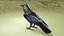 RAVEN-BLENDER