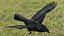 RAVEN-BLENDER