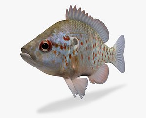 Lepomis humilis Orangespotted Sunfish