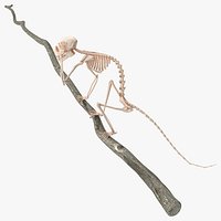 Marmoset Monkey Skeleton Sitting