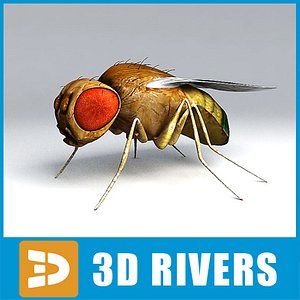 drosophila insect 3d model