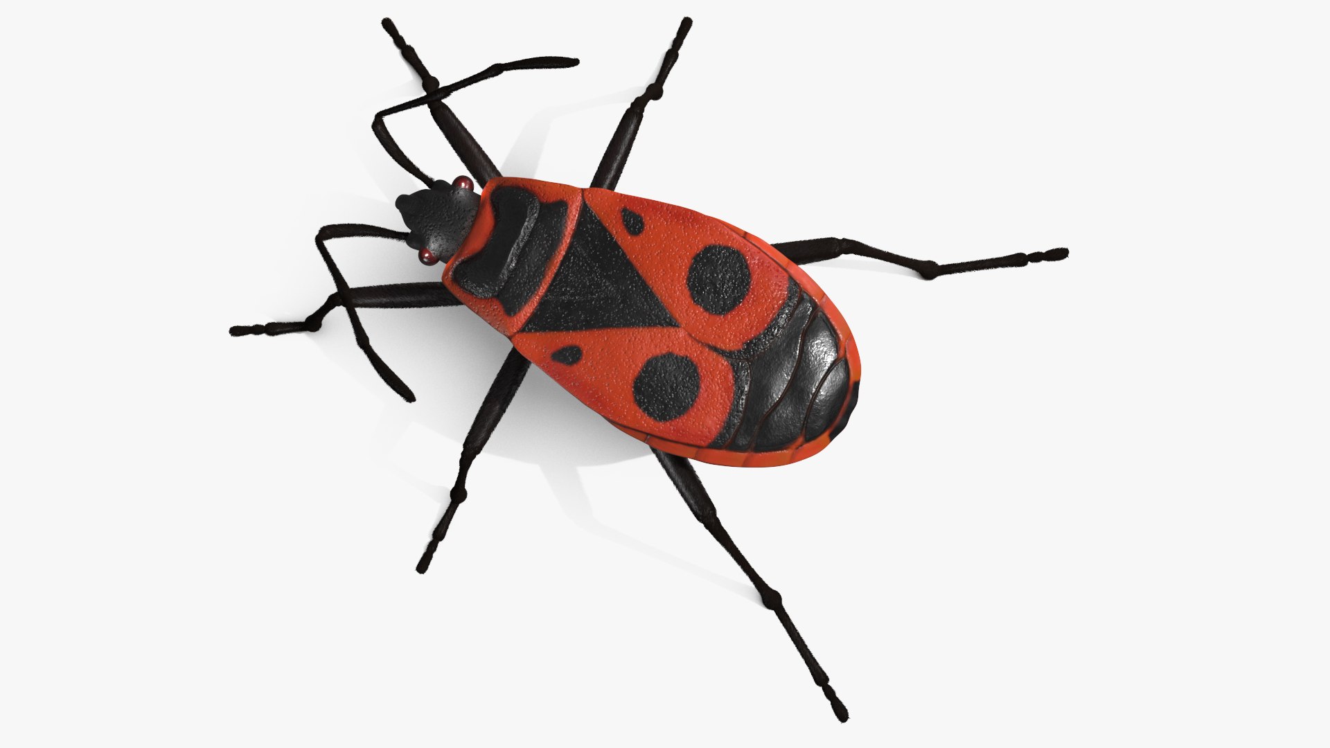 3D Model Firebug Pyrrhocoris Apterus Insect Red Black Fur Rigged ...