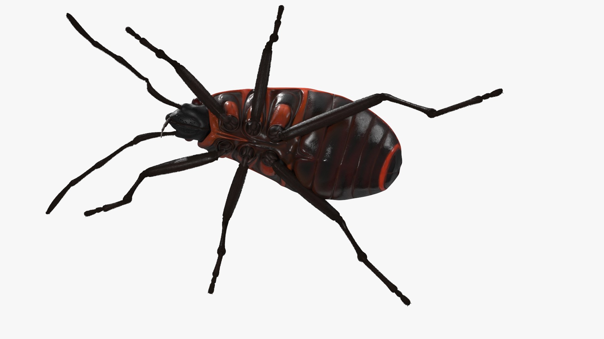 3D Model Firebug Pyrrhocoris Apterus Insect Red Black Fur Rigged ...