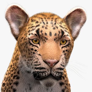 3D Leopard - Advanced 3d model