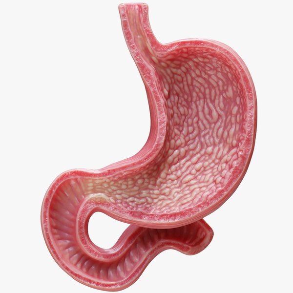 Human Stomach 3d - Turbosquid 2011542