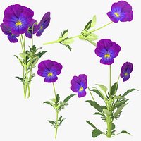Pansies Collection