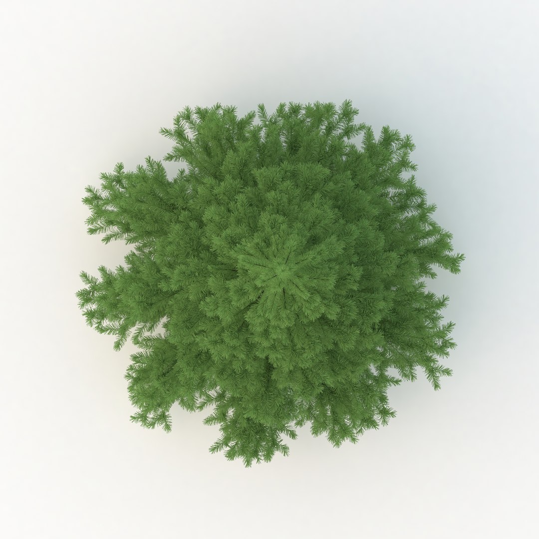 Spruce Tree Model - TurboSquid 1440308