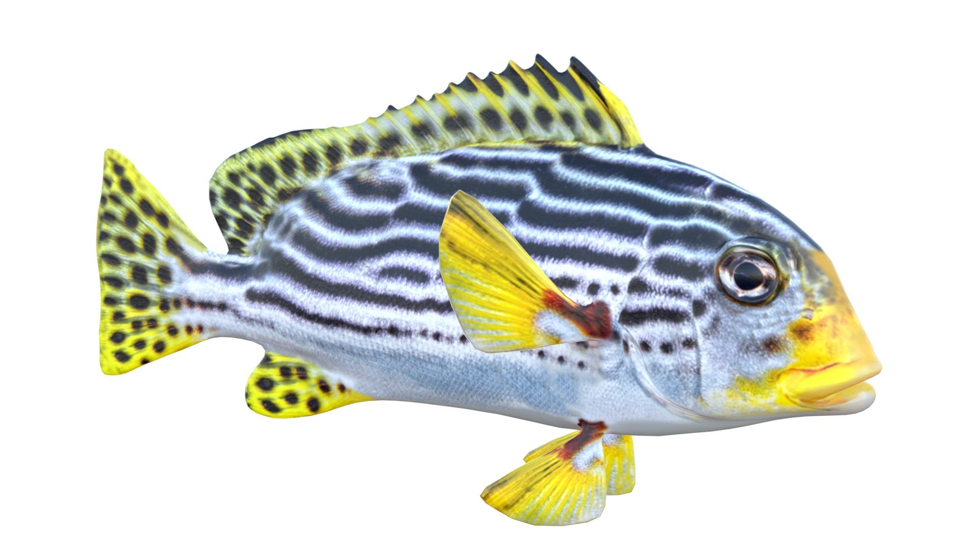 3D 50 Fish Sea Creatures Collection https://p.turbosquid.com/ts-thumb/WZ/DdlNTy/QU/1/jpg/1768045037/1920x1080/fit_q87/29e772e5f4a8587d74b609291205b8629ac8f3cc/1.jpg