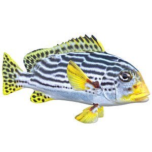 Striped Sweetlips fish