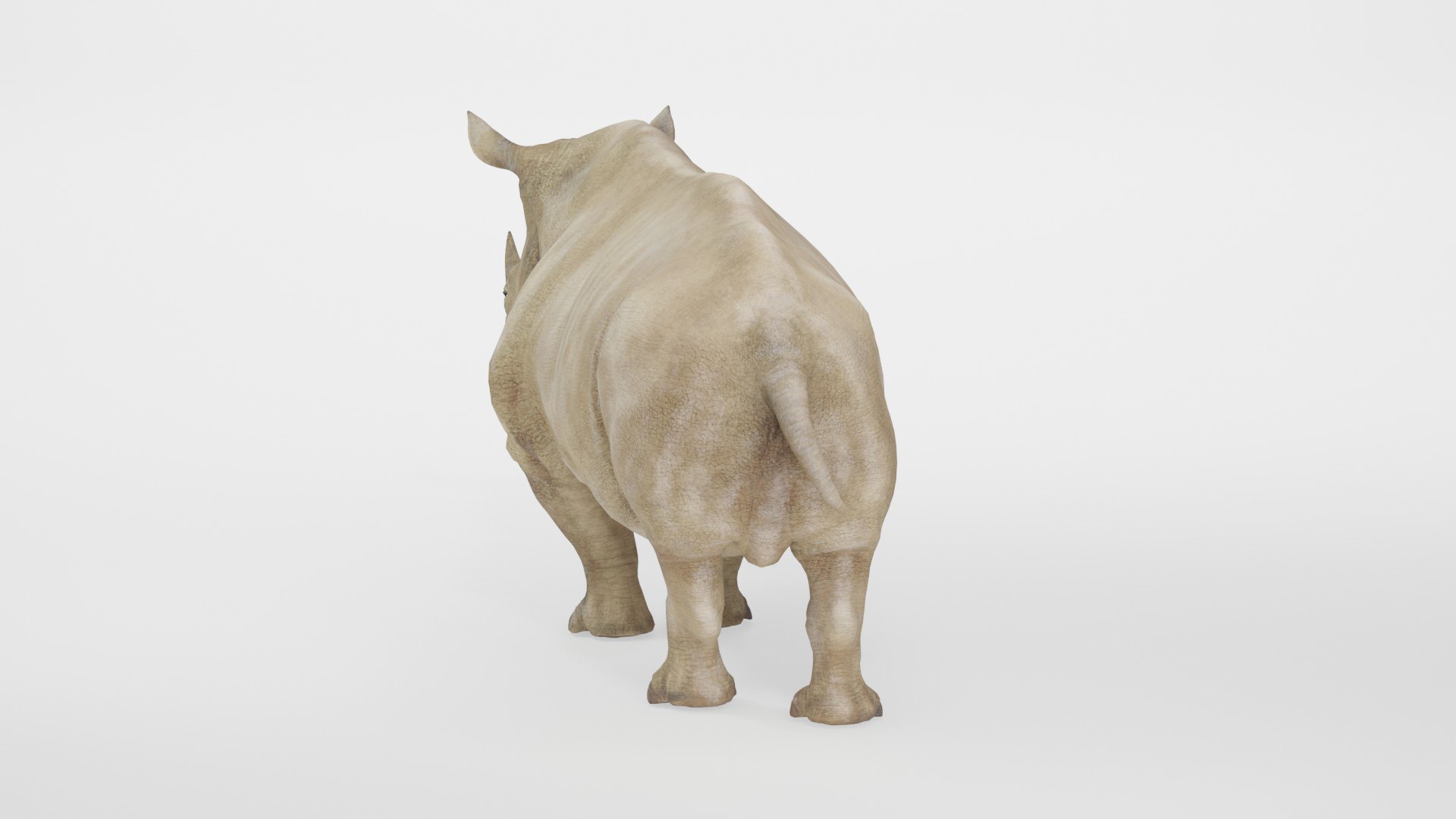 Fully Rigged Animated Realistic White Rhinoceros 3D model https://p.turbosquid.com/ts-thumb/WZ/amkrhR/Md/preview10006/jpg/1783717753/1920x1080/fit_q87/af3c097c3d2a02ffc40e2794743ef1b2b394ddc7/preview10006.jpg