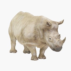 Fully Rigged Animated Realistic White Rhinoceros 3D model