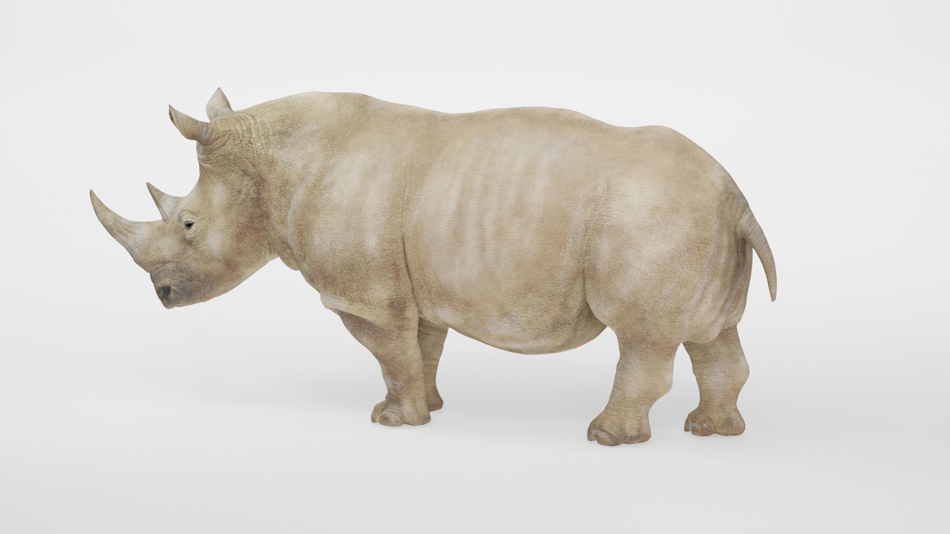 Fully Rigged Animated Realistic White Rhinoceros 3D model https://p.turbosquid.com/ts-thumb/WZ/amkrhR/mb/preview10005/jpg/1783717753/1920x1080/fit_q87/5b47782cf29c88491e038a2c4d3516a6a9140e6c/preview10005.jpg