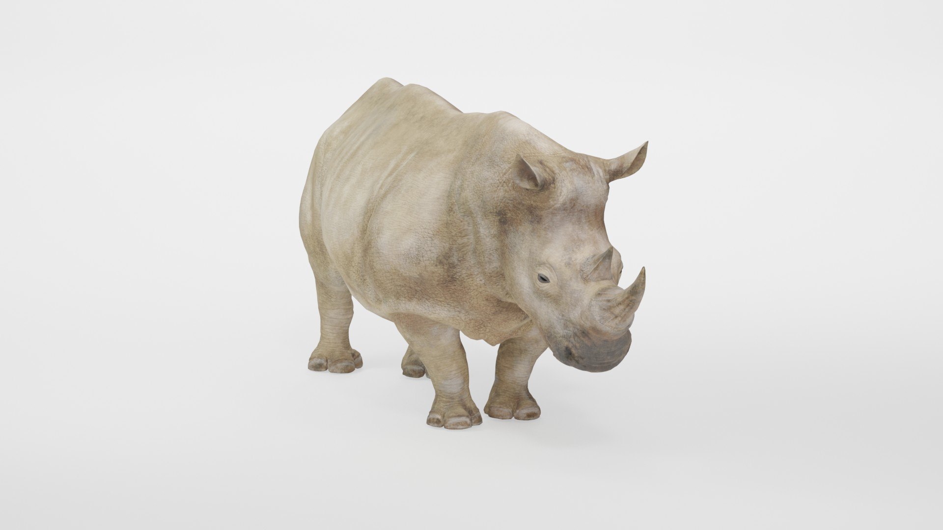 Fully Rigged Animated Realistic White Rhinoceros 3D model https://p.turbosquid.com/ts-thumb/WZ/amkrhR/qG/preview10002/jpg/1783717751/1920x1080/fit_q87/4af08717665a4e5009ba864c9597958d24682e5c/preview10002.jpg
