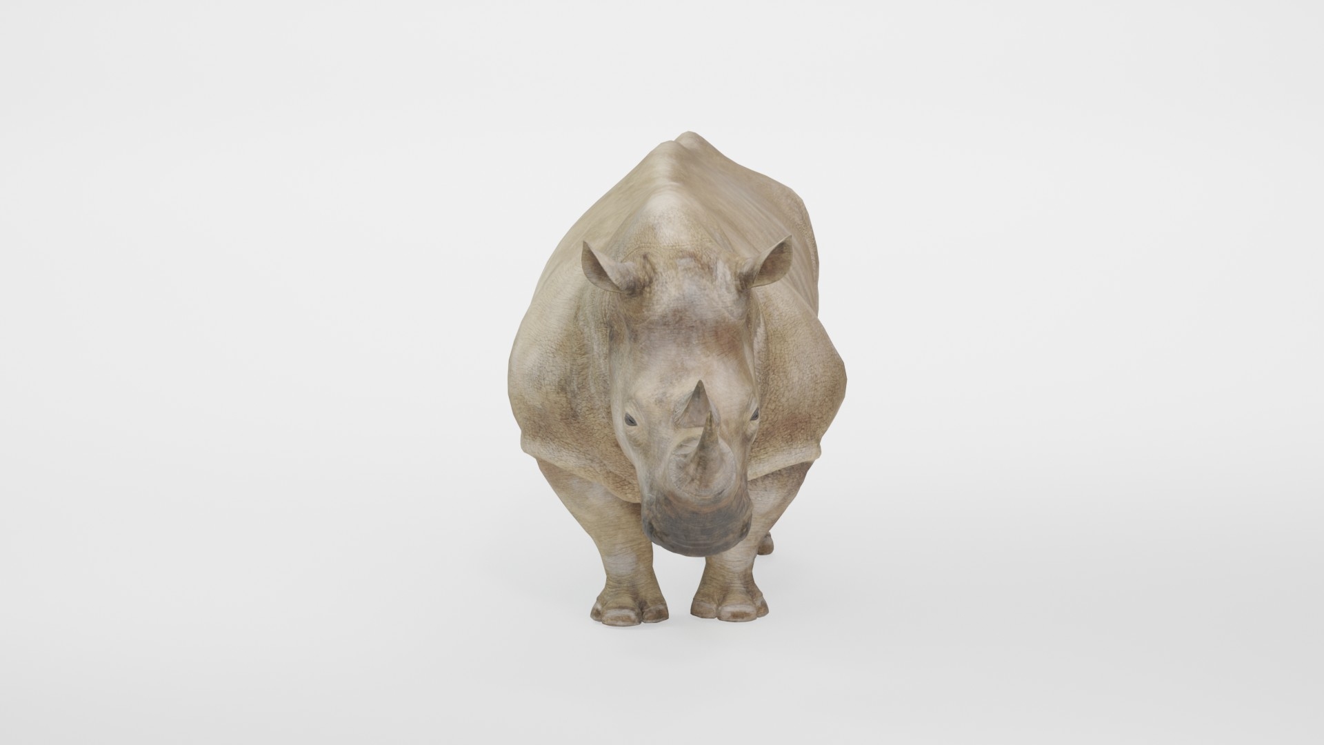 Fully Rigged Animated Realistic White Rhinoceros 3D model https://p.turbosquid.com/ts-thumb/WZ/amkrhR/yK/preview1/jpg/1783717801/1920x1080/turn_fit_q99/e6519cb7448ab41d54b1a5961747e92b8f991c8a/preview1-1.jpg