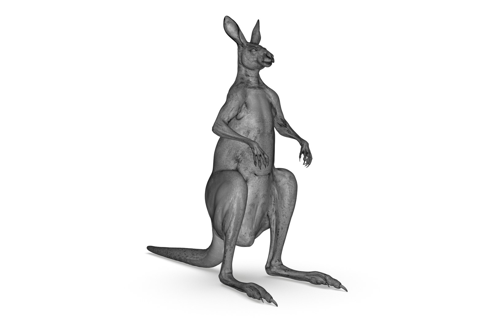 Kangaroo 3D Model - TurboSquid 2208403