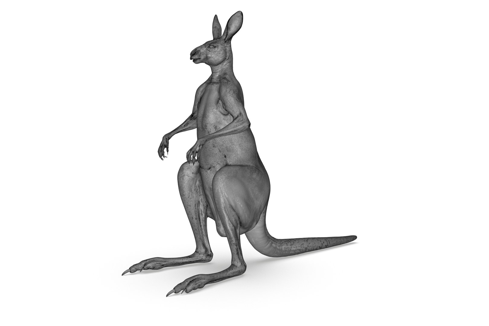 Kangaroo 3D Model - TurboSquid 2208403