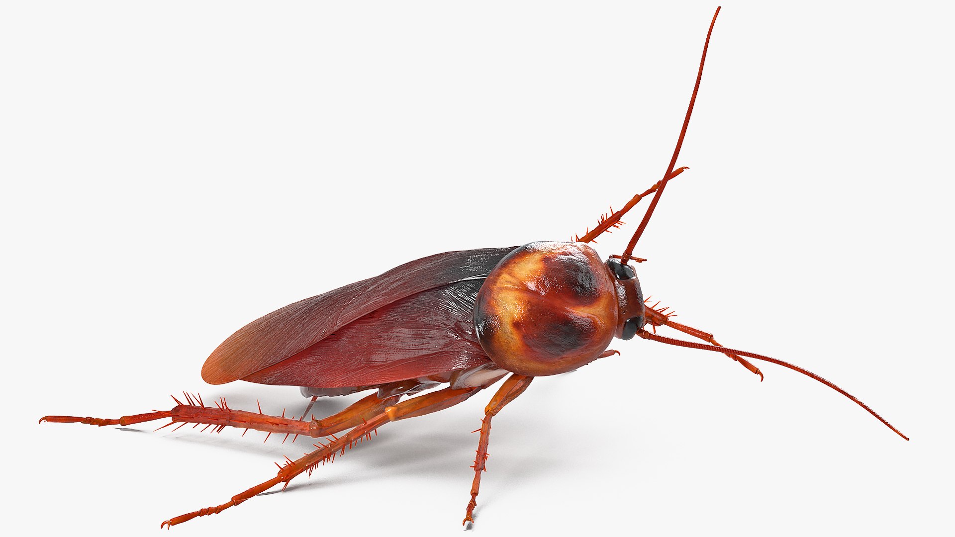 Rigged Animated Cockroach Collection For Cinema 4D - TurboSquid 2268600