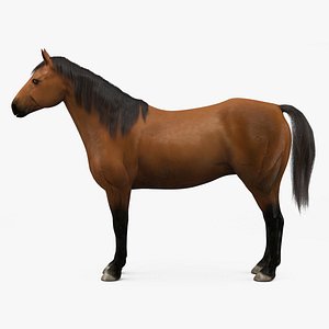 Quarter Horse